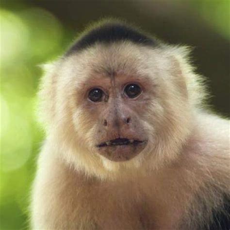 Species Profile: Capuchin Monkey  Cebus capucinus ...