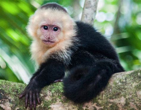 Species Profile: Capuchin Monkey  Cebus capucinus ...