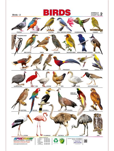 Spectrum Pre School Kids Learning Laminated Birds Name ...