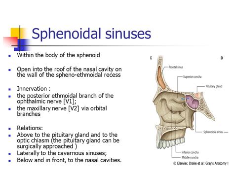 Sphenoid sinus and pituitary gland