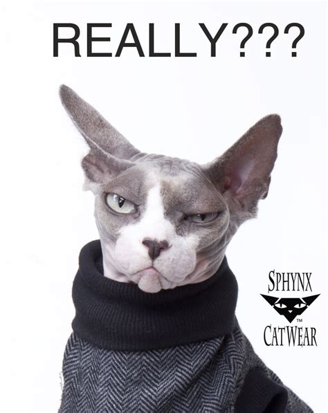 Sphynx Blog   Sphynx Cat Wear   clothing the hairless