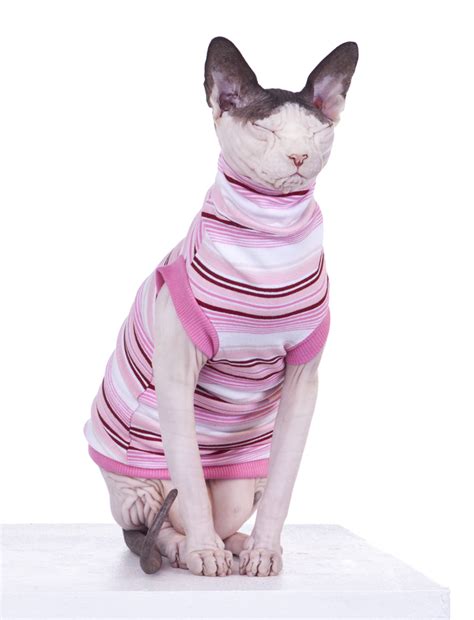 Sphynx cat apparel and t shirt s   Sphynx Cat Wear clothing