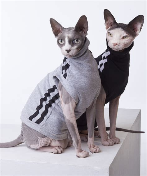 Sphynx Cat Wear, the Original sphynx clothing company ...