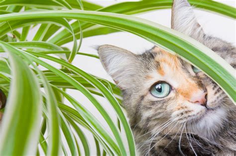 Spider Plant Toxicity – Will Spider Plants Hurt Cats?