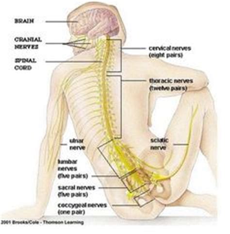 Spinal nerve, Nervous system and Posts on Pinterest