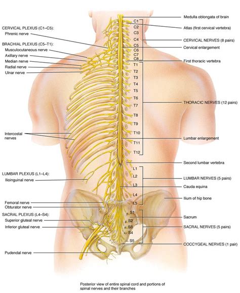 Spinal Nerves and Branches | Nerves and Plexus Study ...