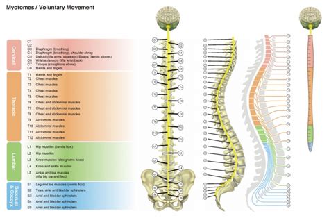 Spinal Nerves Up Close   SpinalHub