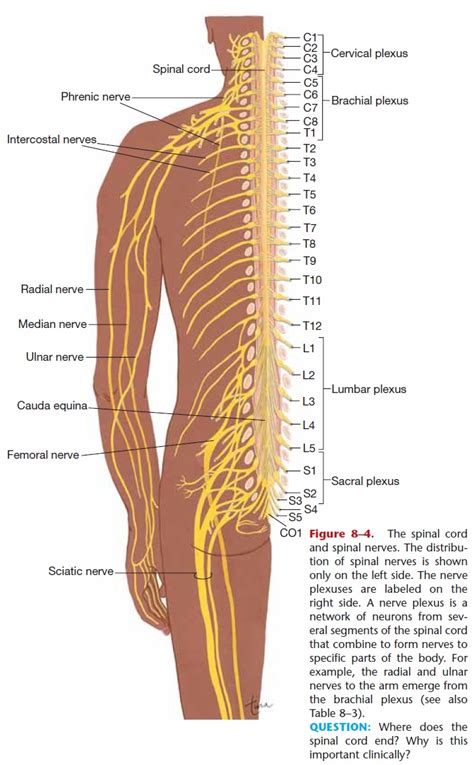 Spinal Nerves | www.pixshark.com Images Galleries With A ...