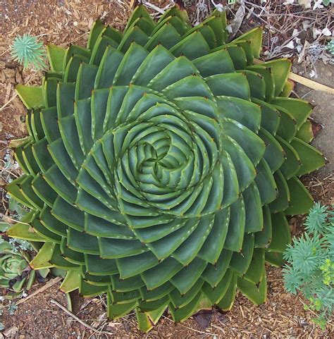 Spiral aloe | Plants | Pinterest | Proporciones ...