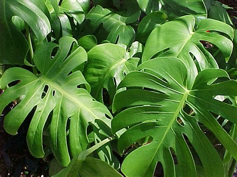 Split Leaf Philodendron   Buy it Now!