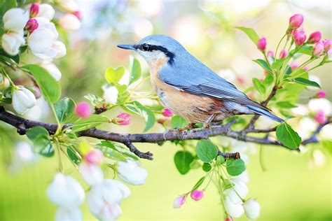 Spring Bird · Free photo on Pixabay