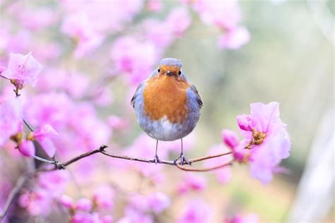 Spring Bird · Free photo on Pixabay