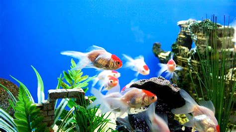 Spring Cleaning Tips for Your Fish Aquarium | WishForPets