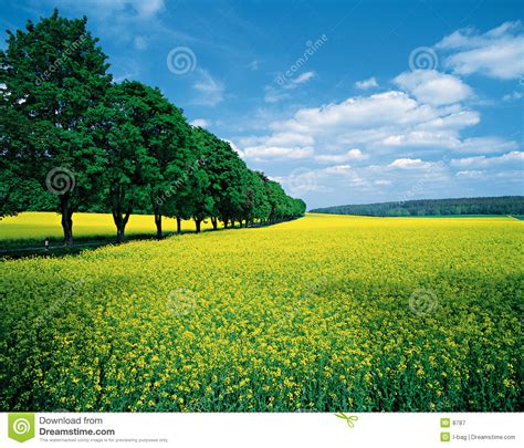 Spring fields & allee stock image. Image of agriculture ...
