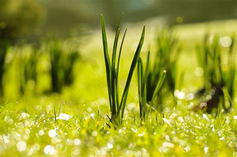 Spring Free Stock Photo   Public Domain Pictures