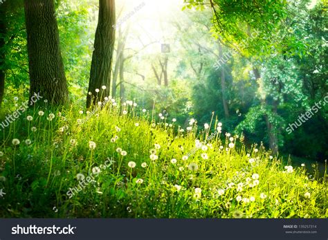 Spring Nature Beautiful Landscape Park Green Stock Photo ...