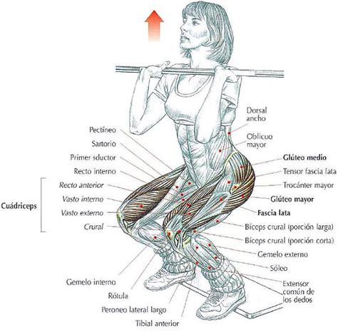 Squat o sentadillas frontales con barra