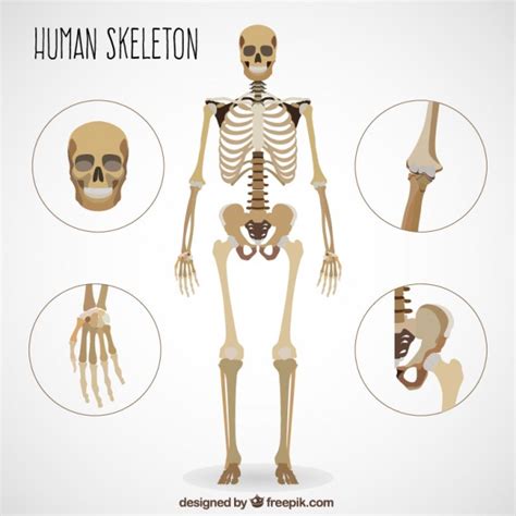 Squelette humain réaliste | Télécharger des Vecteurs Premium