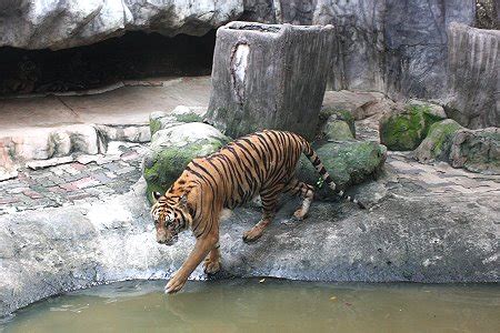 Sriracha Tiger Zoo | Thai Blogs