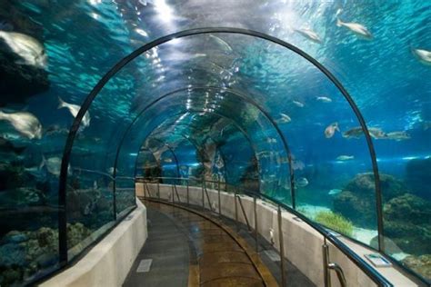 ᐅᐅ Aquarium de Barcelona 【Horarios, precios y descuentos 2018】