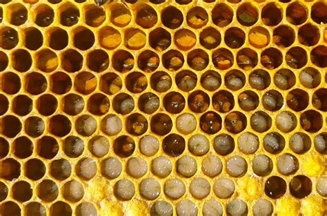 كيف ينتج النحل العسل   Wikifarmer