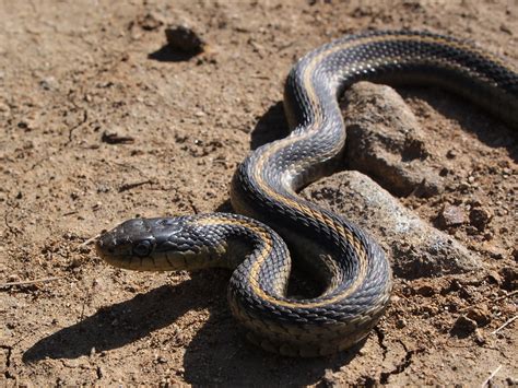 ファイル:Big Sur Snake.JPG   Wikipedia