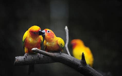 Фото чудесных птиц на обои для рабочего стола :: NoNaMe