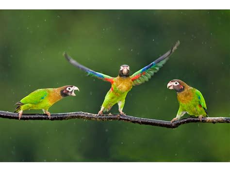 ஜ۩۞۩ஜ Azulestrellla ஜ۩۞۩ஜ: Imágenes de bellas y exóticas aves