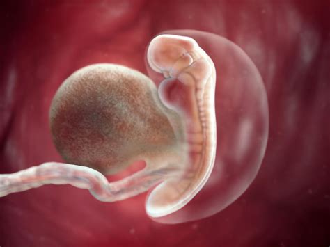 הריון: שבועות הריון – צפו בתהליך ההתפתחות של העובר   Lifehacks