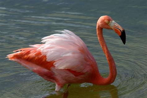 படிமம்:American flamingo  Phoenicopterus ruber .JPG ...