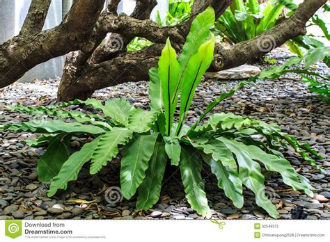 植物种类在热带森林里 图库摄影   图片: 32549372