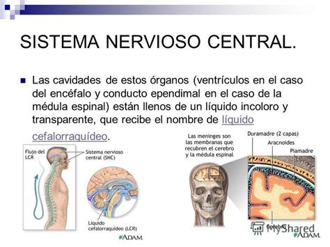 Презентация на тему:  SISTEMA NERVIOSO CENTRAL.. Las ...