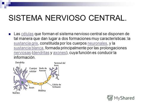 Презентация на тему:  SISTEMA NERVIOSO CENTRAL.. Las ...