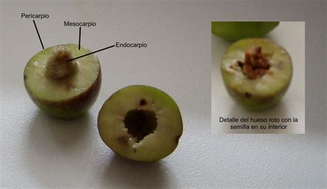 オリーブの実の構造と開花から実に成るまでの工程   食べ物     スペインの裏と表の食事情   Yahoo!ブログ