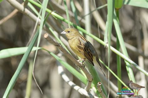 野鵐．Yellow Bunting – alder birds