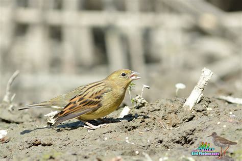 野鵐．Yellow Bunting – alder birds