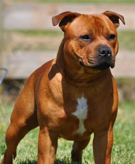 Staffordshire Bull Terrier Breed Description: History and ...