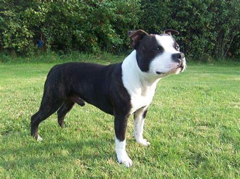Staffordshire Bull Terrier Breed Guide   Learn about the ...