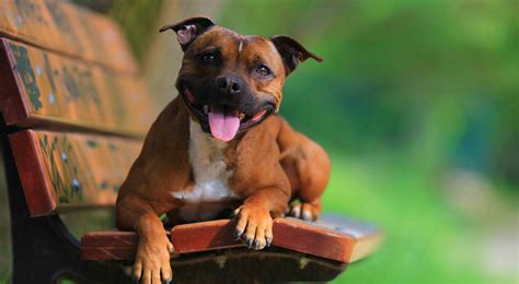 Staffordshire Bull Terrier Breed Information, Photos ...
