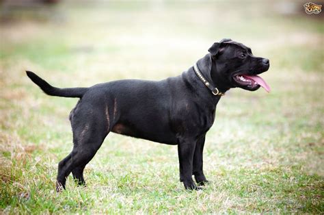 Staffordshire Bull Terrier Dog Breed Information, Buying ...