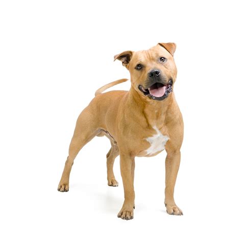 Staffordshire Bull Terrier Dog Breed Profile