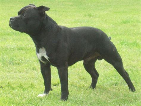 Staffordshire Bull Terrier Dog Breed Puppies