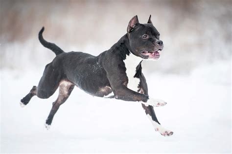 Staffordshire Bull Terrier | Dogs | Breed Information | Omlet