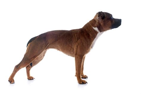 Staffordshire Bull Terrier | Dogs | Breed Information | Omlet