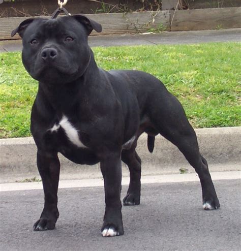 Staffordshire Bull Terrier In Fighting and Breeders ...