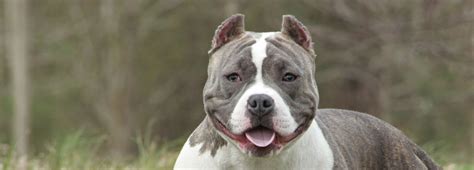 Staffordshire Bull Terrier Information   Dog Breeds at ...