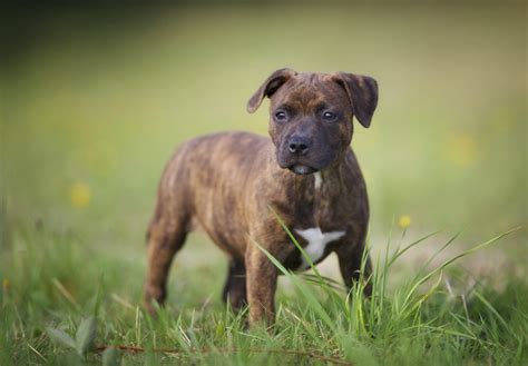 Staffordshire Bull Terrier Puppies For Sale   AKC PuppyFinder