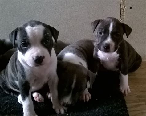 Staffordshire Bull Terriers | Coalville, Leicestershire ...