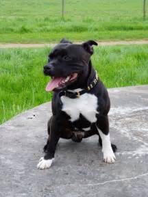 staffy1   Staffordshire Bull Terrier Picture