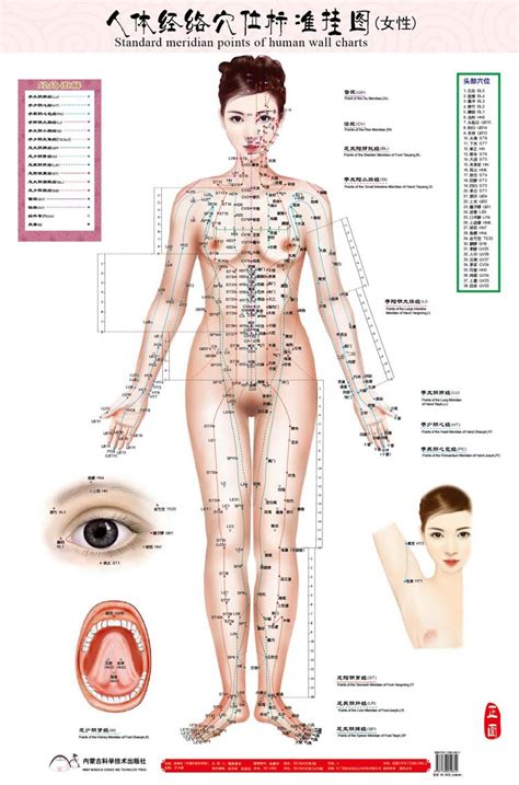 standard meridian points of human wall chart female ...